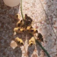 فروش جوجه اردک اسرائیلی سرحال ۴روزه