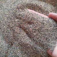 بذرگیاهی دارویی اصلاح شده