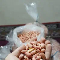 بادام زمینی