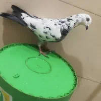 کفتر سوسک دورگ گرفتنی