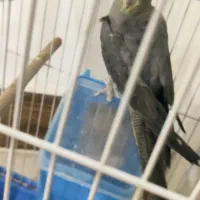 عروس هلندی ماده|پرنده|دوگنبدان, |دیوار