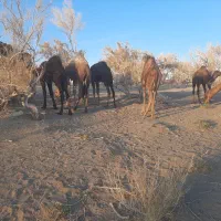 فروش شتر هاشی|حیوانات مزرعه|جلگه ماژان, |دیوار