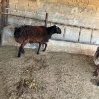 قوچ افغانی دورگ‌|حیوانات مزرعه|شیراز, اکبر آباد|دیوار