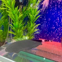 فروش آکواریوم|ماهی|رشت, دیلمان|دیوار