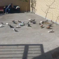 کبوتر|پرنده|تبریز, |دیوار