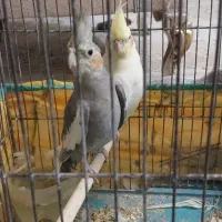 عروس هلندی با جوجه