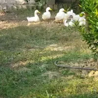 فروش اردک محلی (مگ مگی)|حیوانات مزرعه|فرح آباد, |دیوار