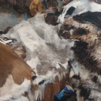 پوست گوسفند طبی