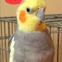 عروس هلندی گمشده|حیوانات|تهران, دولاب|دیوار