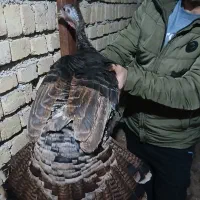 بوقلمون ماده