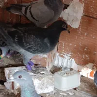 جوجه آلمانی|پرنده|گنبد کاووس, |دیوار