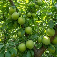 فروش نهال گوجه سبز نخجوان  با کیفیت در بابل