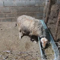 سلام فروش میش داشت