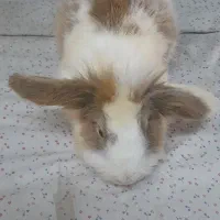 خرگوش لوپ. جرسی نر وماده