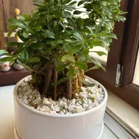 گل بن سای طبیعی|گل و گیاه طبیعی|تهران, مرزداران|دیوار