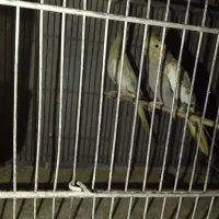 عروس هلندی|پرنده|بندرعباس, |دیوار