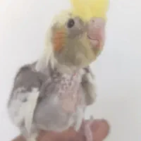 دوعددجوجه عروس هلندی|پرنده|نورآباد, |دیوار