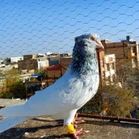 کله سار ،سبز و سیاه