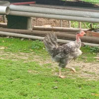 خروس طوسی گردن لخت