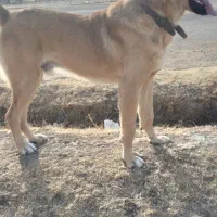 واگذاری سگ سرابی همه چی تموم