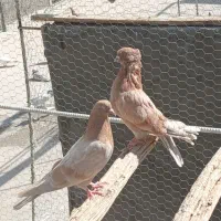 نرماده پرشی|پرنده|اردکان, |دیوار