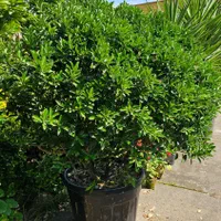 یوکا تنه ، بن سای ۲ و ۳ متری، شمشاد ۲ و ۳ متری|گل و گیاه طبیعی|تنکابن, |دیوار