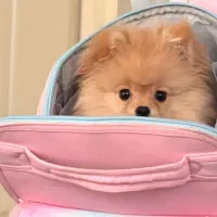 واگذاری سگ پامر ۴ ماهه|سگ|رامسر, |دیوار