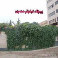 نهال و بذر پیچک رونده نیلوفر مصری زود رشد مقاوم|گل و گیاه طبیعی|شیراز, طلاب|دیوار