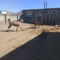 کره مادیان کرد