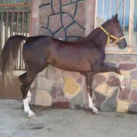 کره ماده دره شور درجه یک کره توسن داوری پنج نشان|حیوانات مزرعه|اصفهان, دارک|دیوار