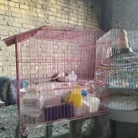 قفس پرنده|لوازم جانبی حیوانات|شیراز, وزیرآباد|دیوار