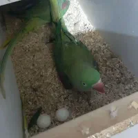 شاه طوطی|پرنده|ارومیه, |دیوار