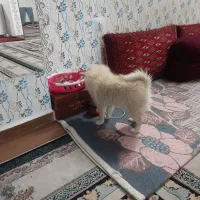 سگ پامرین پشمالو فروش فوری|سگ|زنجان, |دیوار