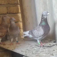 جوجه کبوتر مسافتی