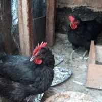 مرغ رسمی تخمگذار