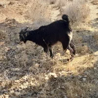 کهره نر یک دست|حیوانات مزرعه|شیراز, احمدآباد|دیوار