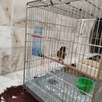 سهره قناری دهن لر|پرنده|شهریار, شهرک بهاران (ویره)|دیوار