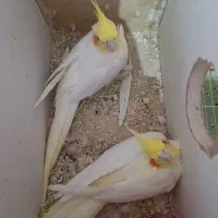 عروس هلندی مولد ب شرط
