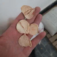 موسیر کوهی خشک‌