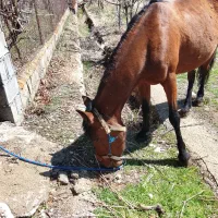 مادیان آبستن و سواری