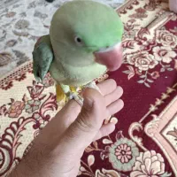 شاه طوطی اهلی