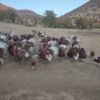 بوقلمون بوربون محلی