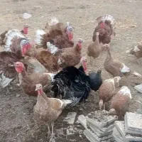 بوقلمون نر و ماده