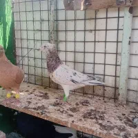 اشعل، کوهی دورگ کاکول،|پرنده|اهواز, پاستوریزه|دیوار