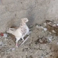 تعدادی کفتر زینتی معمولی|حراج|اردکان, |دیوار