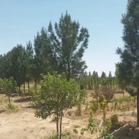 باغچه999متر،تکبرگ ،سهیلیه،زعفرانیه،کردان|فروش زمین و ملک کلنگی|کرج, فاز ۲ مهرشهر|دیوار