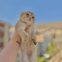 گربه اسکاتیش گلد