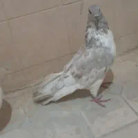 کبوتر|پرنده|شادگان, |دیوار