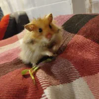 همستر تدی معاوضه با مرغ عشق