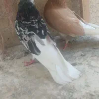 کفتر شازده سرور زرد سرخ خالدار